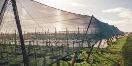 An agriculture windbreak netting is placed at the farmland.